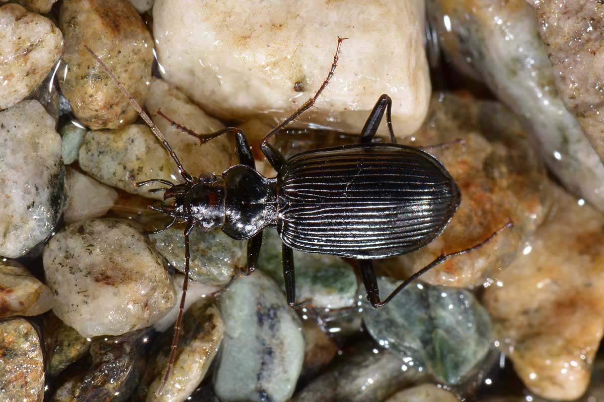 Nebria jockischii  (Carabidae)